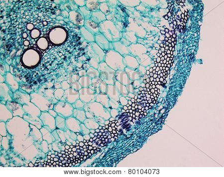Cucurbita Stem Micrograph