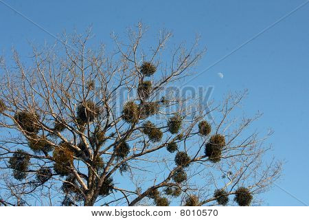 Albero e la luna