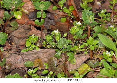 Chickweed (Stellaria holostea) flower