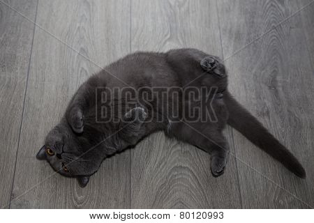 British shorthair cat on a laminate flooring