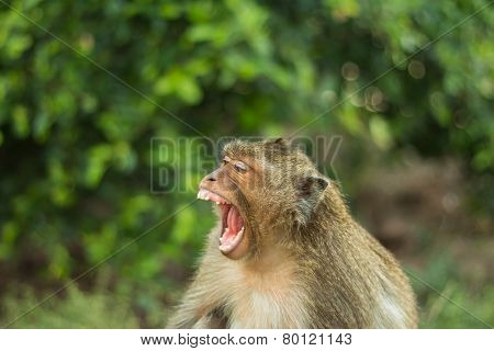 Monkey