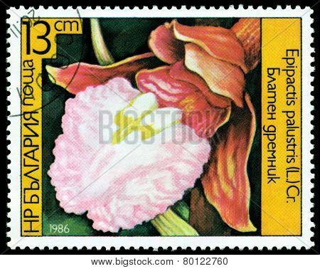 Vintage  Postage Stamp. Epipactis Palustris .