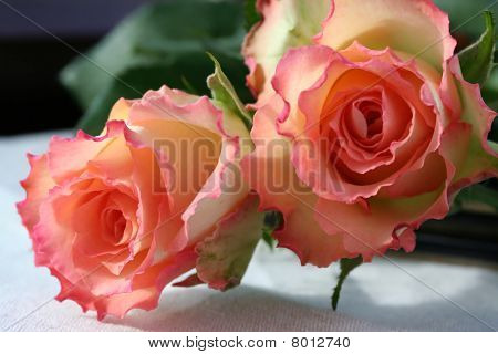 Paar variagated roze rozen