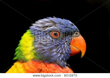 Lorikeet