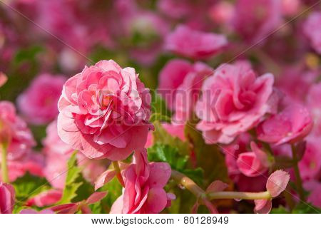 Begonia flower