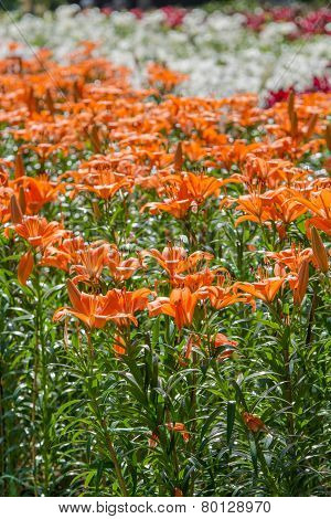Lily flowers