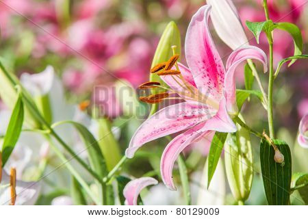 Lily flowers