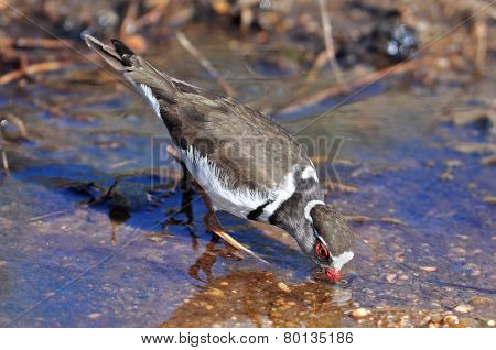 Three-banded Plover