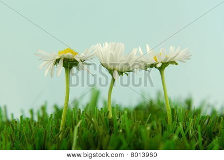 잔디에 dasies