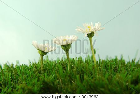 잔디에 dasies