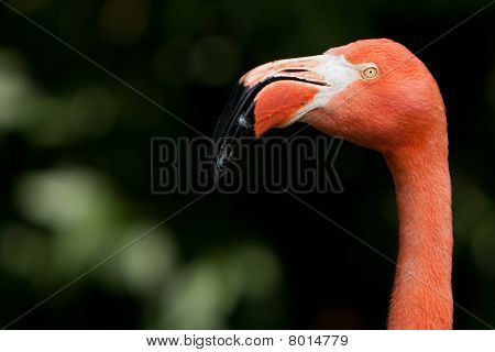 Un flamant rose