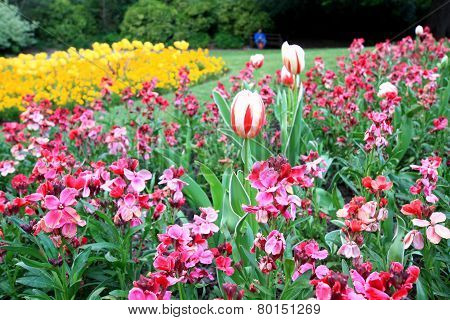 Yellow Tulips And Pink Gillyflowers In The Park