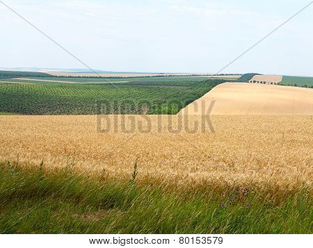 Agricultural Landscape - Wheatfield And Gardens