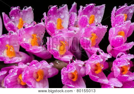 Pink Toothbrush Orchid Flower