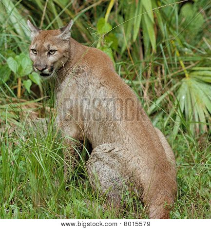 Florida Panther National Wildlife Refuge