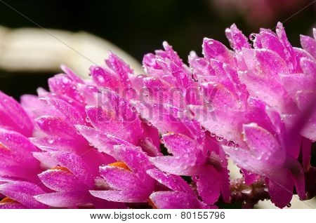Pink Toothbrush Orchid Flower