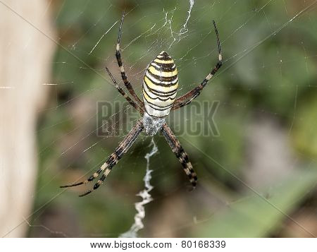 Striped Spider