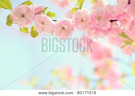 Branch with beautiful pink flowers (Amygdalus triloba).   Very shallow depth of field. Toned image