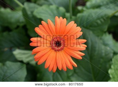 Herbera 데이지