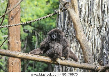 Siamang Gibbon