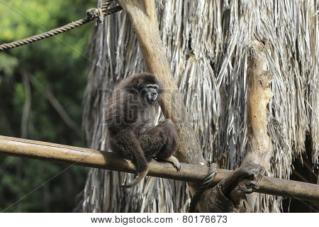 Siamang Gibbon