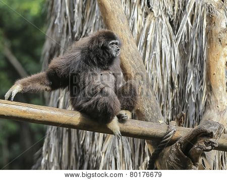 Siamang Gibbon