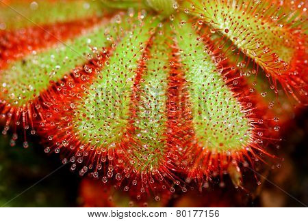 Closeup of Sundew