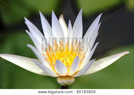 Lily Flower