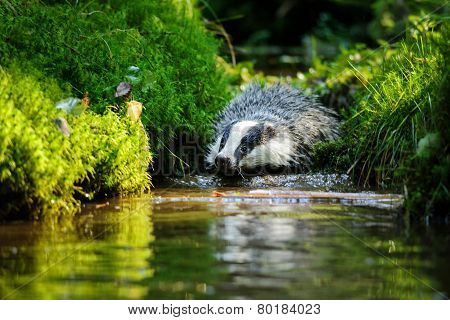 European Badger