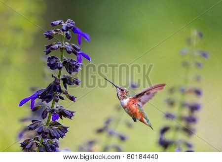 Female Rufous Hummingbird feeding on wild salvia.