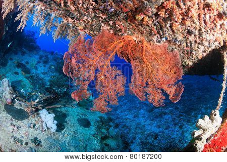 Coral encrusted shipwreck