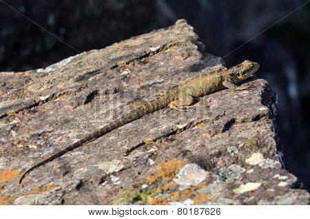 Australian Eastern Water Dragon