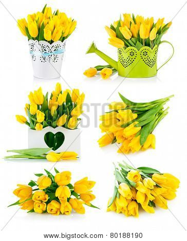 Set bunch yellow tulips. Isolated on white background