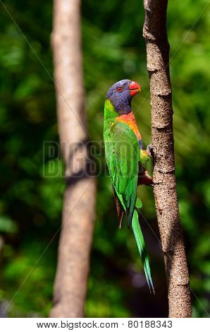 Australian Rainbow Lorikeet