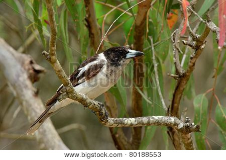 Pied Butcherbird Female