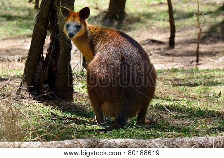 Red-necked Wallaby