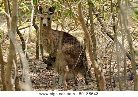 Eastern Grey Kangaroo Female With Her Joey In Gold Coast Australia