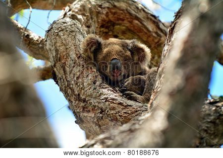 Koala Sleep On A Tree