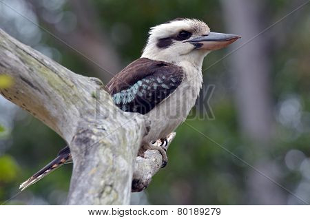 Kookaburra