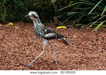 Bush Stone-curlew