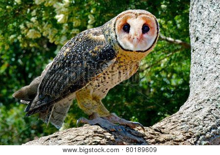 Australian Masked Owl