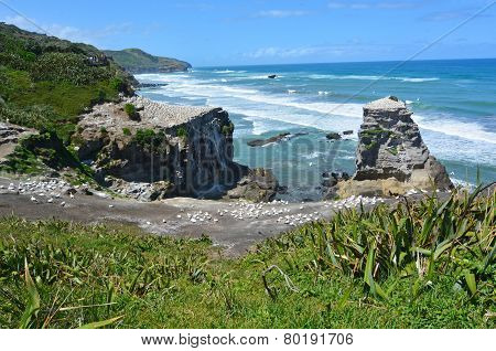 Muriwai Gannet Colony - New Zealand
