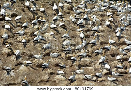 Muriwai Gannet Colony - New Zealand