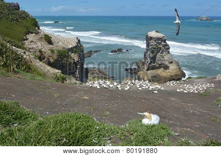 Muriwai Gannet Colony - New Zealand