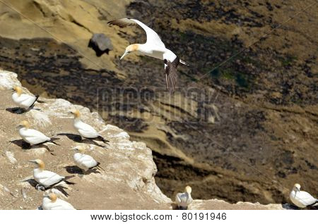 Muriwai Gannet Colony - New Zealand