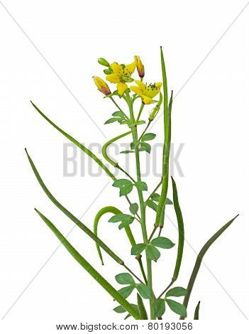 Yellow Spider Flower