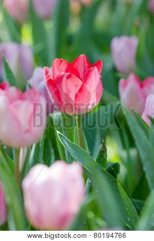 Blooming Spring Flowers Tulips In The Garden