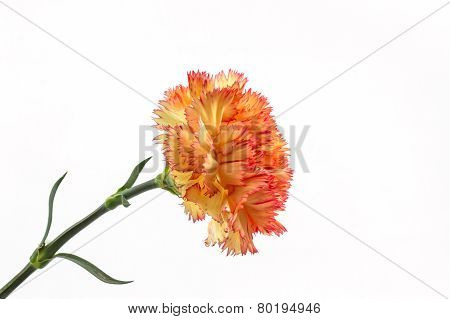 Orange Carnation Flower.