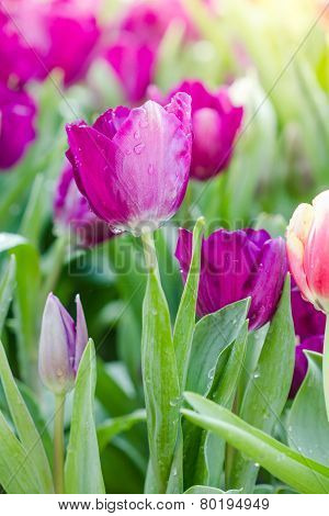 Blooming Spring Flowers Tulips In The Sunlight