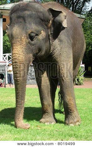 Elefant